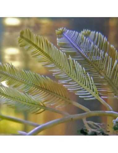 Caulerpa Sertularioides Marine Macroalgae