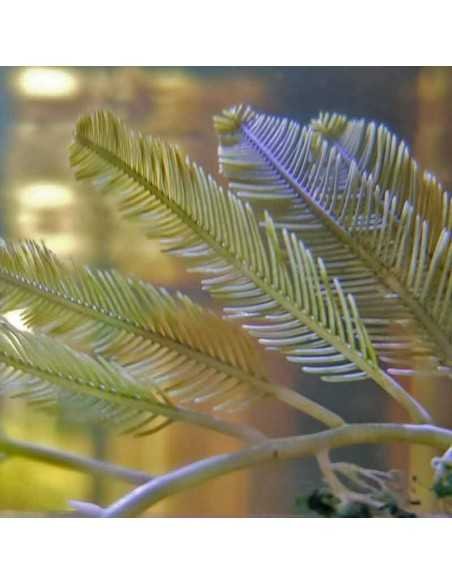 Caulerpa Sertularioides Marine Macroalgae