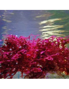 Gracilaria Mammillaris Red Marine Macroalgae