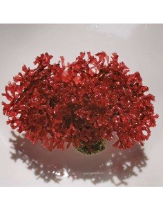Gracilaria Mammillaris Red Marine Macroalgae 2