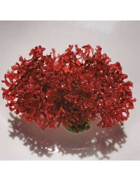 Gracilaria Mammillaris Red Marine Macroalgae