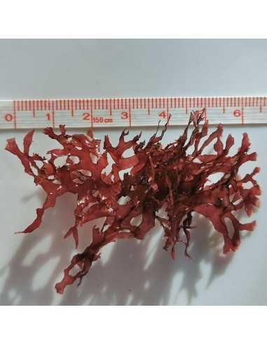 Gracilaria Mammillaris Red Marine Macroalgae