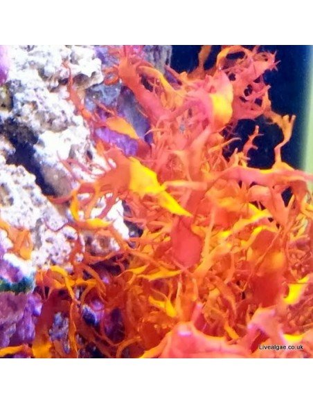 Halymenia Durvillei Dragons Breath Red Marine Macroalgae