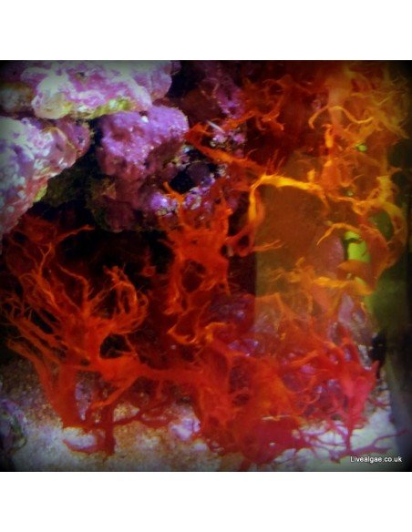 Halymenia Durvillei Dragons Breath Red Marine Macroalgae