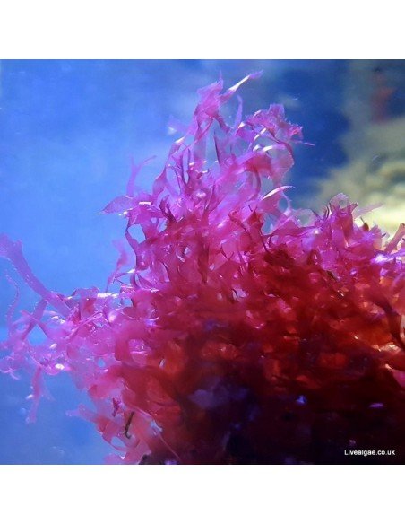 Red Turf Marine Macroalgae