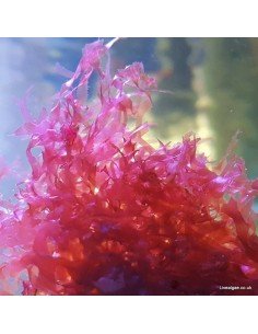 Red Turf Marine Macroalgae 2