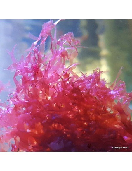 Red Turf Marine Macroalgae