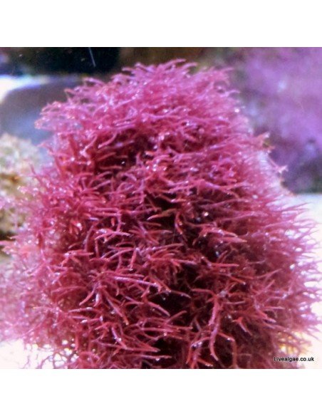 Chondria Sp Red Marine Macroalgae