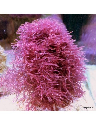 Chondria Sp Red Marine Macroalgae Chondria Sp Red Marine Macroalgae