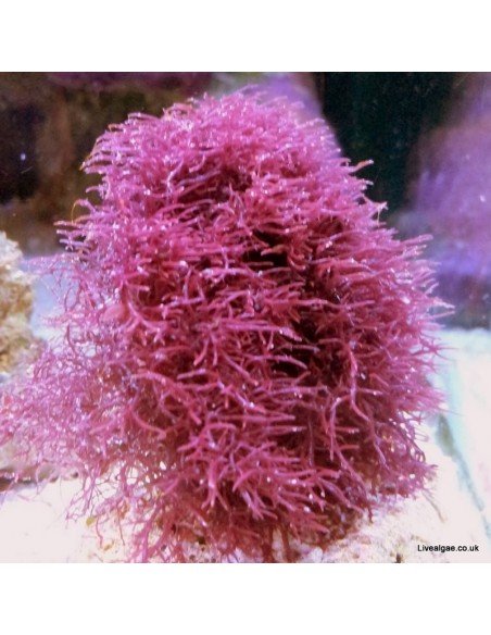 Chondria Sp Red Marine Macroalgae Chondria Sp Red Marine Macroalgae