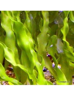 Caulerpa Prolifera Marine Macroalgae 2