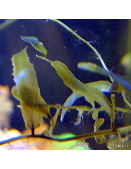 Caulerpa Prolifera Smaller Leaves Marine Macroalgae