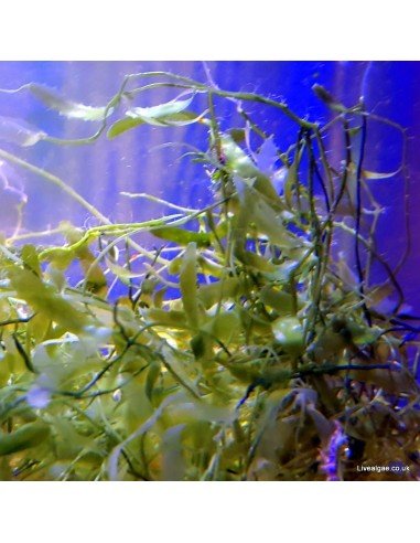 Caulerpa Prolifera Smaller Leaves Marine Macroalgae Caulerpa Prolifera Smaller Leaves Marine Macroalgae