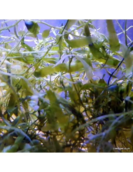 Caulerpa Prolifera Smaller Leaves Marine Macroalgae Caulerpa Prolifera Smaller Leaves Marine Macroalgae