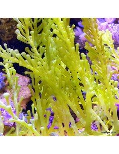 Caulerpa Racemosa Cylindracea Marine Macroalgae 2