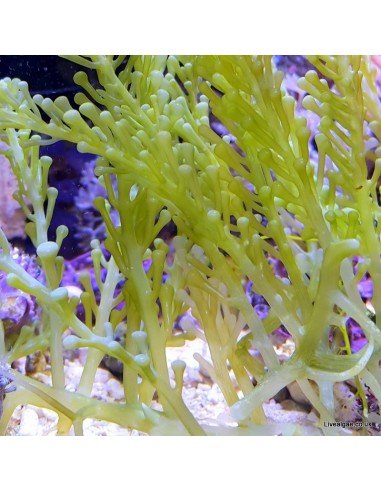 Caulerpa Racemosa Cylindracea Marine Macroalgae