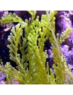 Caulerpa Racemosa Cylindracea Marine Macroalgae