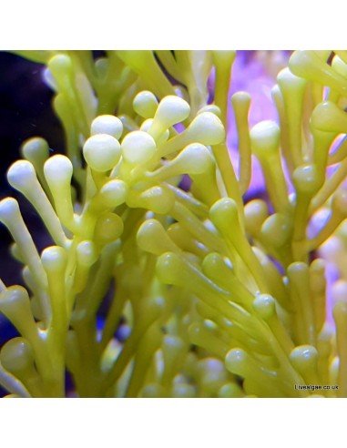 Caulerpa Racemosa Cylindracea Marine Macroalgae