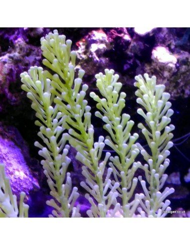 Caulerpa Racemosa Cylindracea Marine Macroalgae