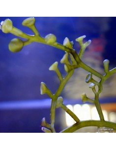 Caulerpa Racemosa Peltata marine macroalgae 2
