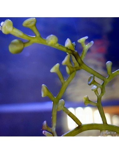 Caulerpa Racemosa Peltata marine macroalgae