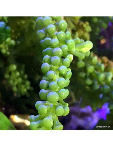 Caulerpa Racemosa Grape Caulerpa marine macroalgae