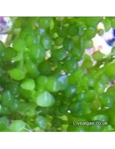 Caulerpa Racemosa Peltata marine macroalgae