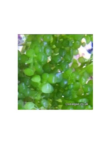 Caulerpa Racemosa Peltata marine macroalgae