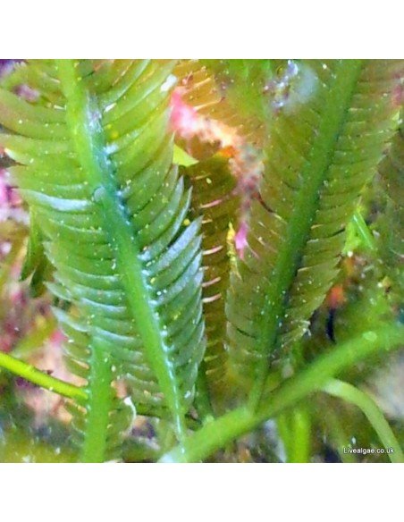 Caulerpa Taxifolia Marine Macroalgae