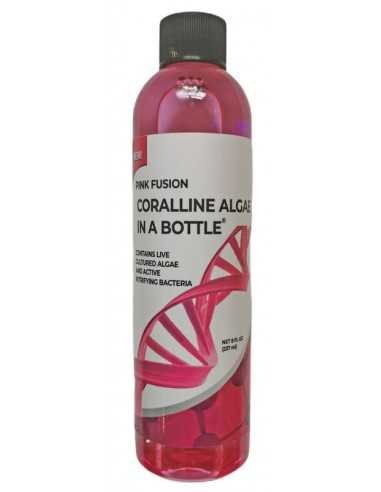 Pink Fusion Coralline Algae In A Bottle