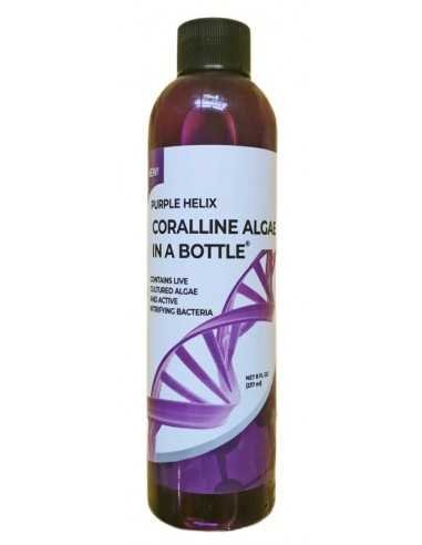 Purple Helix Coralline Algae In A Bottle