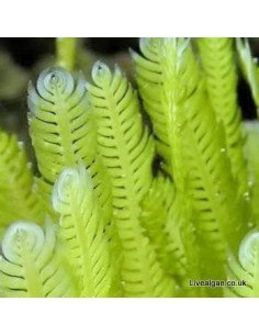 Caulerpa Taxifolia Marine Macroalgae 2