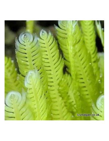 Caulerpa Taxifolia Marine Macroalgae