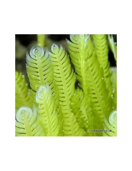 Caulerpa Taxifolia Marine Macroalgae
