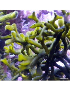 Codium Marine Macroalgae 2