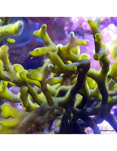 Codium Marine Macroalgae