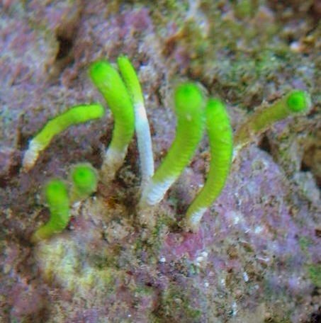 marine-macroalgae-neomeris-annulata.jpg