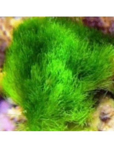 Chlorodesmis Sp. Green Marine Macro Algae