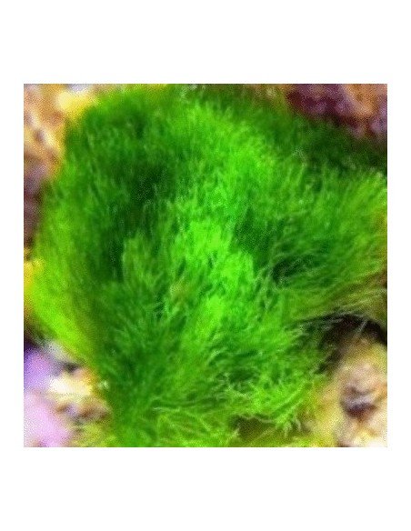 Chlorodesmis Sp. Green Marine Macro Algae