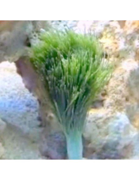 Penicillus Dumetosus Green Macroalgae