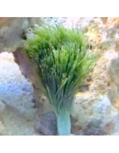 Penicillus Dumetosus Green Macroalgae