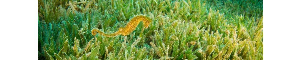 Clean Marine Macroalgae For The Seahorse Aquarium UK