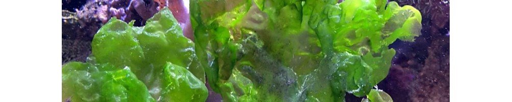 Clean Macroalgae For Herbivore/Algae Eating Marine Fishes