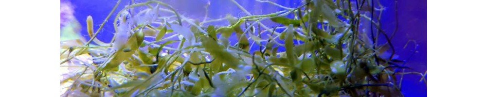 Clean Fast Growing Macroalgae for the Marine Aquarium - UK