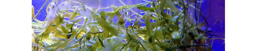 Clean Marine Refugium Macroalgae From The Macroalgae Experts