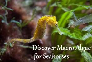 Macroalgae for Seahorses