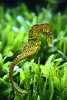 Macroalgae for Seahorses