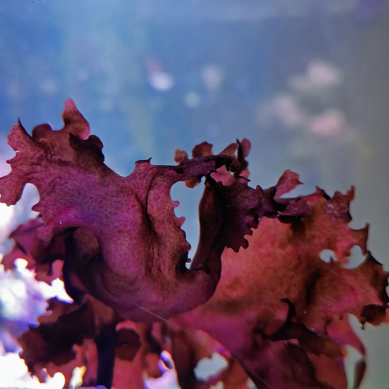 Halymenia Maculata Marine Macroalgae UK