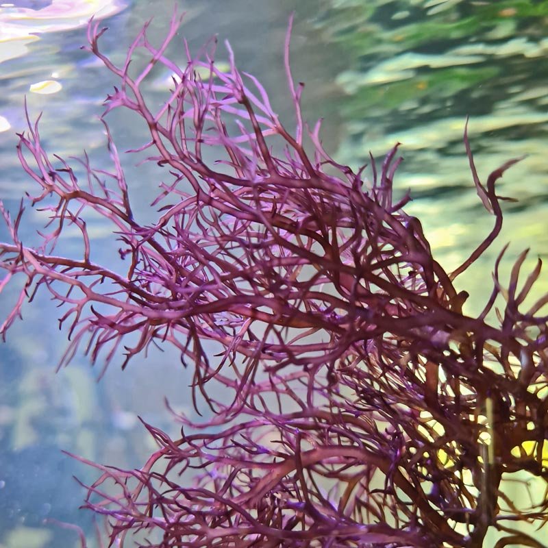 Gracilaria Tikvahiae Ogo Macroalgae