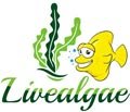 Livealgae UK - Clean Macroalgae